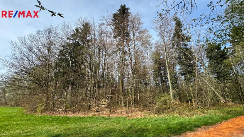 Prodej lesa, Spálov, 25088 m2