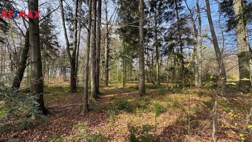 Prodej lesa, Spálov, 25088 m2