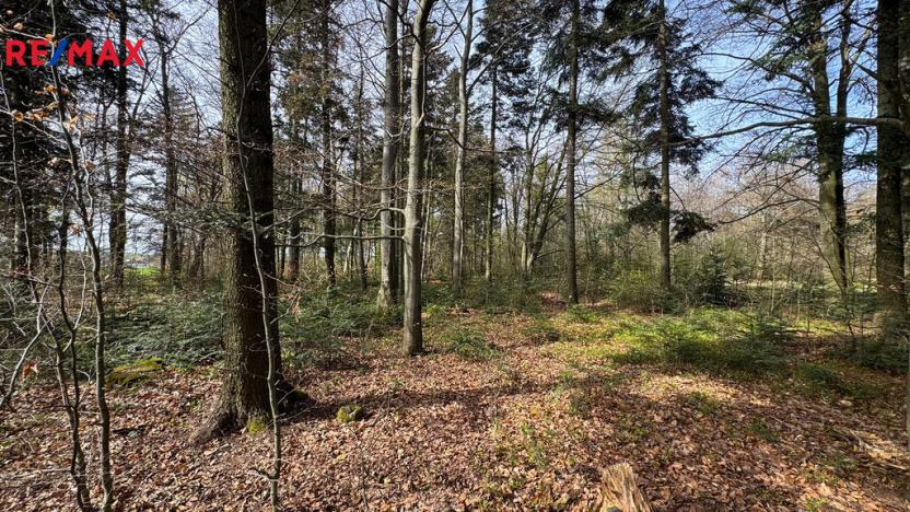 Prodej lesa, Spálov, 25088 m2