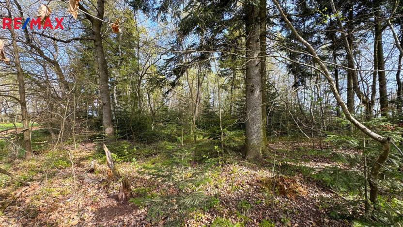 Prodej lesa, Spálov, 25088 m2
