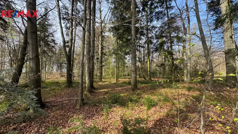 Prodej lesa, Spálov, 25088 m2