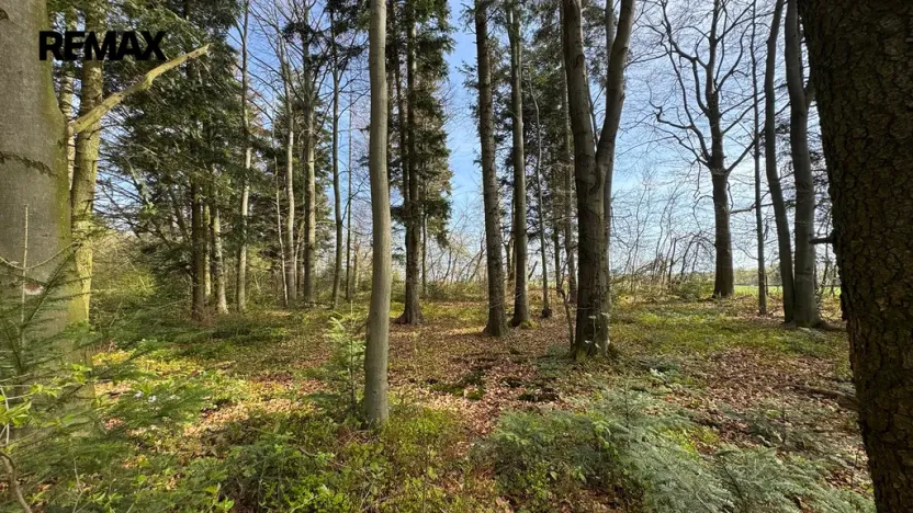 Prodej lesa, Spálov, 25088 m2