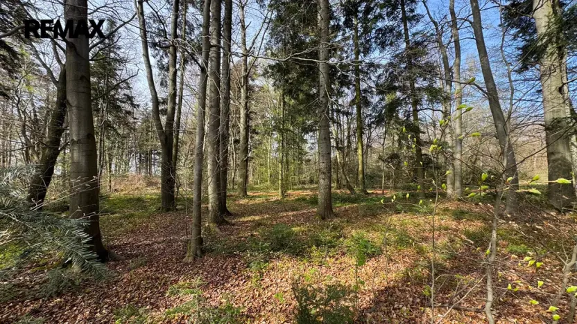 Prodej lesa, Spálov, 25088 m2