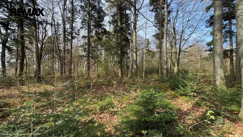 Prodej lesa, Spálov, 25088 m2