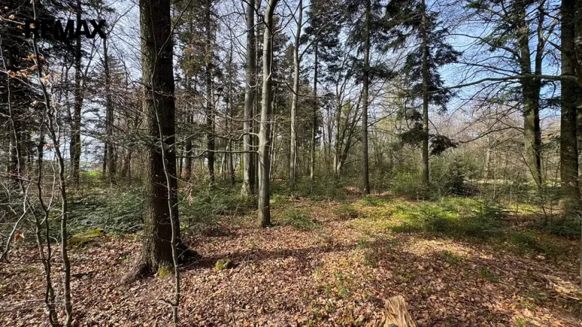 Prodej lesa, Spálov, 25088 m2