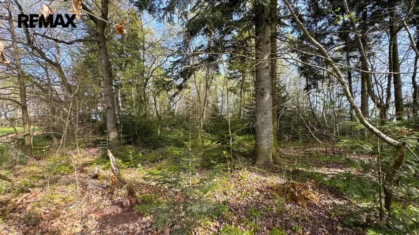 Prodej lesa, Spálov, 25088 m2