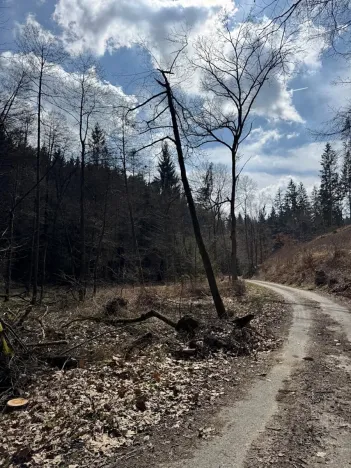Prodej lesa, Ledeč nad Sázavou, 3240 m2