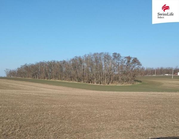 Prodej pozemku pro bydlení, Hrušovany nad Jevišovkou, 4538 m2