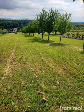 Prodej pozemku, Blatnice pod Svatým Antonínkem, 2450 m2