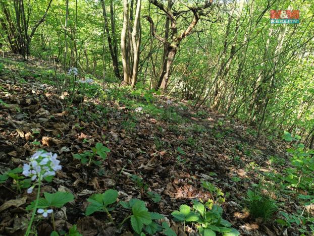 Prodej louky, Rychnov nad Kněžnou, 2141 m2