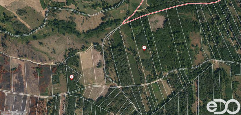 Prodej lesa, Jetětice, 79500 m2