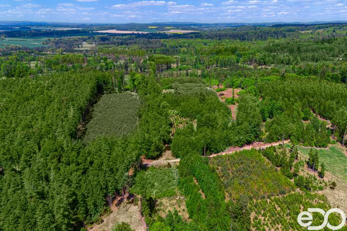 Prodej lesa, Jetětice, 79500 m2