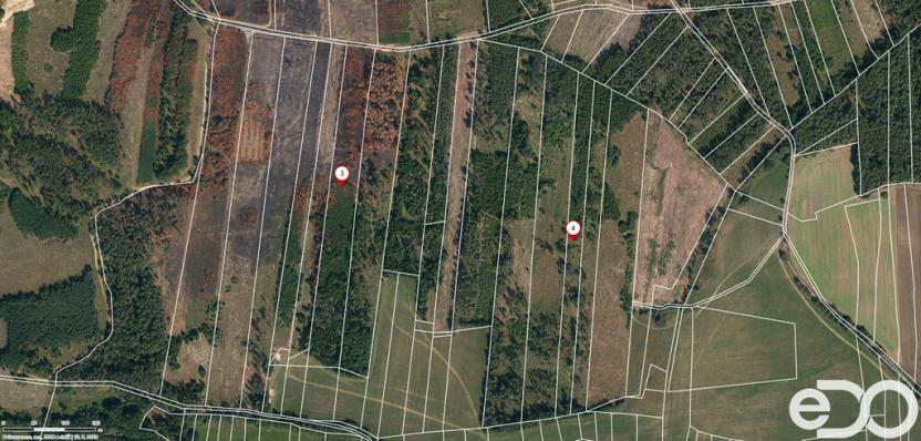 Prodej lesa, Jetětice, 79500 m2