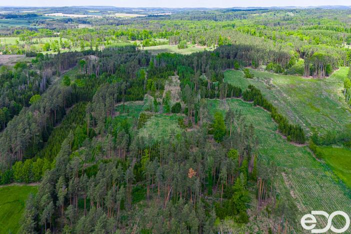 Prodej lesa, Jetětice, 79500 m2