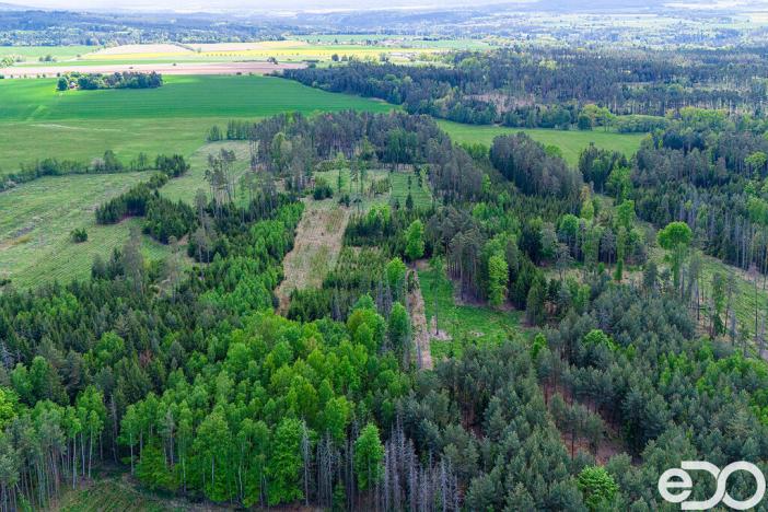 Prodej lesa, Jetětice, 79500 m2