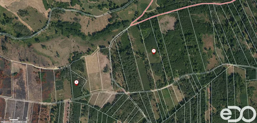 Prodej lesa, Jetětice, 79500 m2