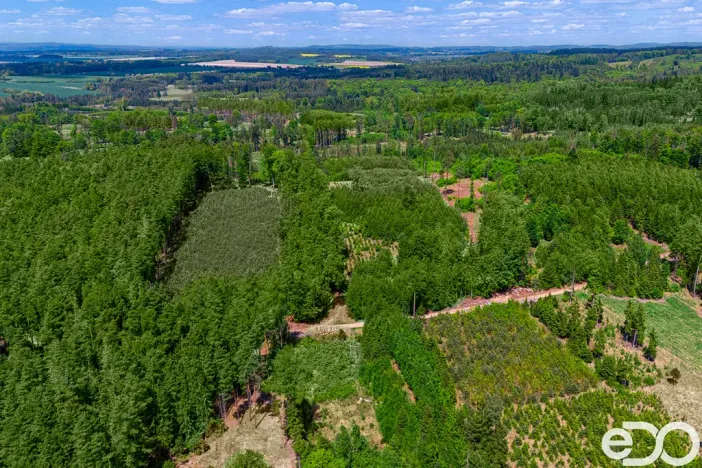 Prodej lesa, Jetětice, 79500 m2