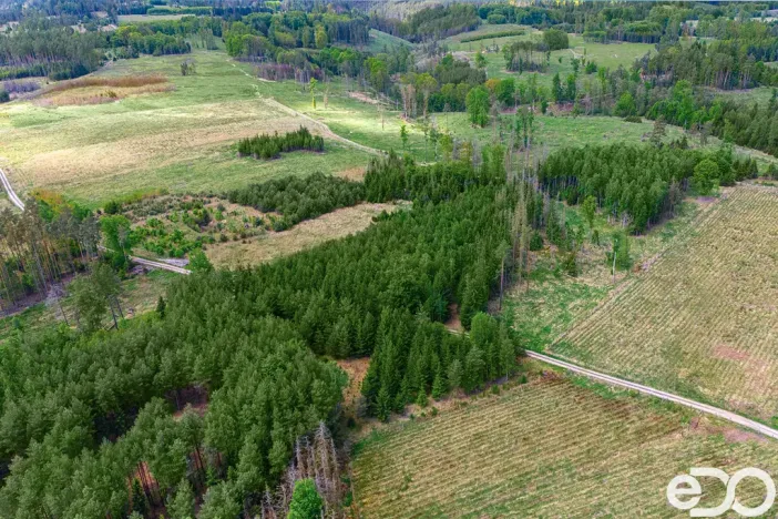 Prodej lesa, Jetětice, 79500 m2