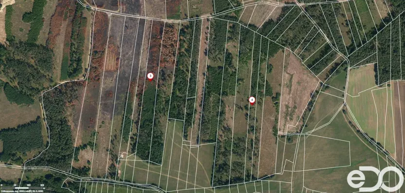 Prodej lesa, Jetětice, 79500 m2