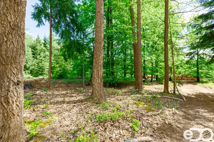 Prodej lesa, Jetětice, 79500 m2