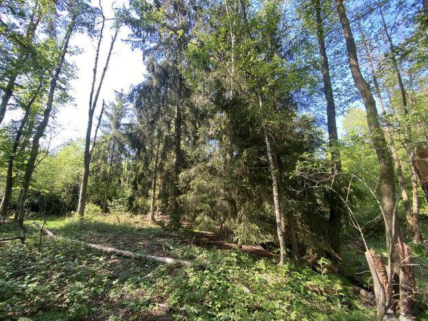 Prodej lesa, Kladruby, 626 m2