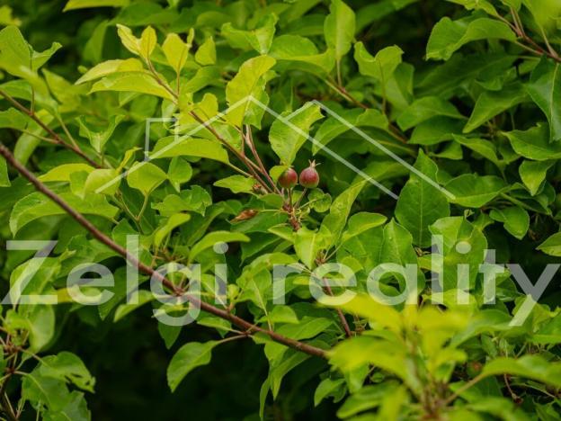 Prodej sadu/vinice, Polom, 9760 m2