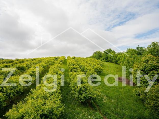 Prodej sadu/vinice, Polom, 9760 m2