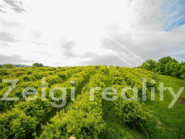 Prodej sadu/vinice, Polom, 9760 m2