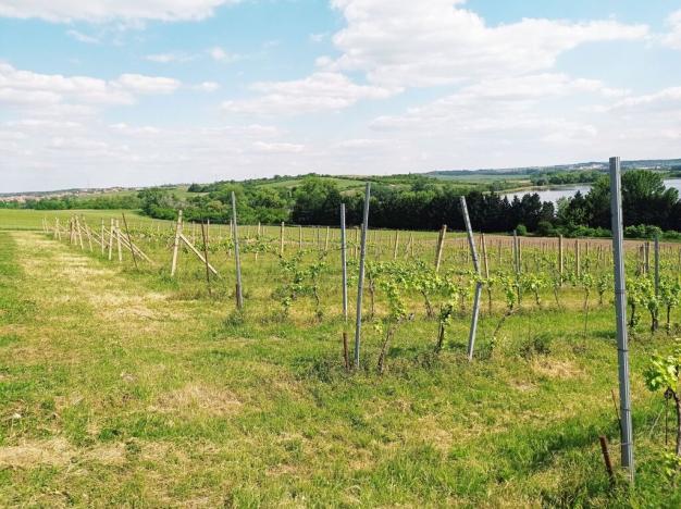 Prodej sadu/vinice, Sedlec, 21196 m2