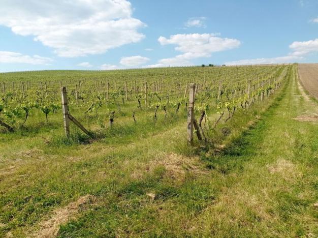 Prodej sadu/vinice, Sedlec, 21196 m2