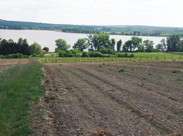 Prodej sadu/vinice, Sedlec, 21196 m2