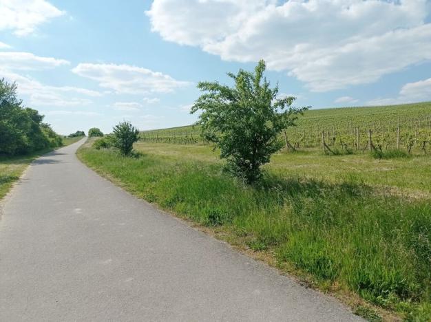 Prodej sadu/vinice, Sedlec, 21196 m2