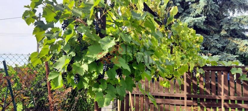 Prodej chaty, Újezdec, 104 m2