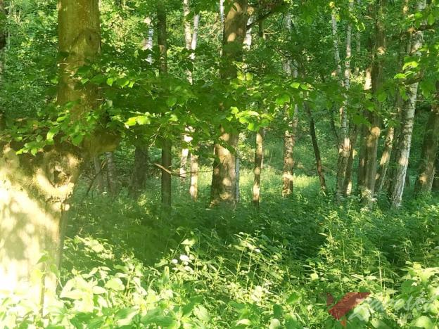 Prodej lesa, Chorušice, 11767 m2