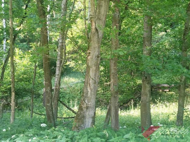 Prodej lesa, Chorušice, 11767 m2