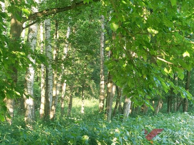 Prodej lesa, Chorušice, 11767 m2