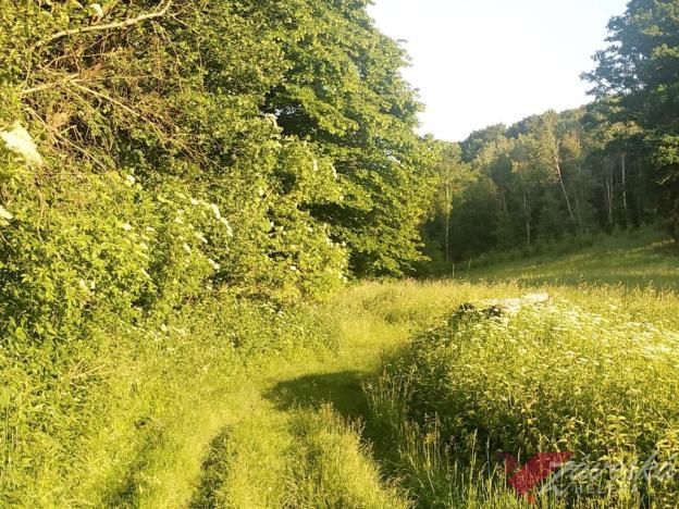 Prodej lesa, Chorušice, 11767 m2