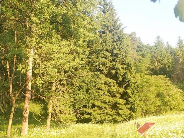 Prodej lesa, Chorušice, 11767 m2