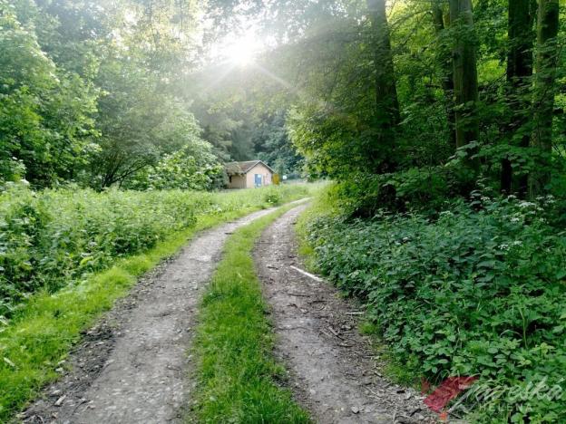 Prodej lesa, Chorušice, 11767 m2