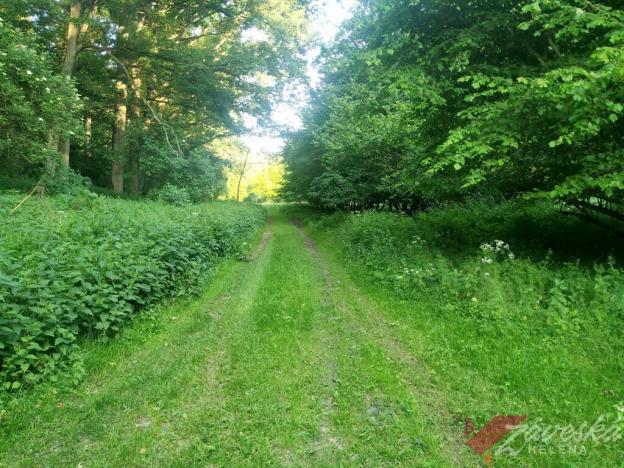 Prodej lesa, Chorušice, 11767 m2