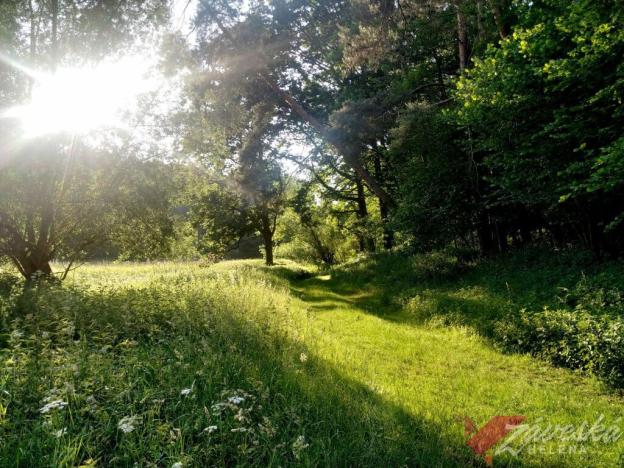 Prodej lesa, Chorušice, 11767 m2