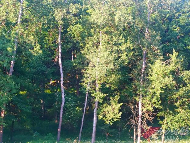 Prodej lesa, Chorušice, 11767 m2