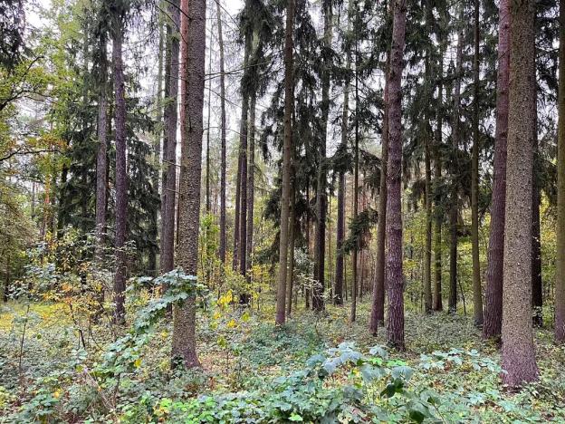 Prodej lesa, Chrášťany, 9048 m2