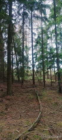 Prodej lesa, Městečko Trnávka - Lázy, 42338 m2