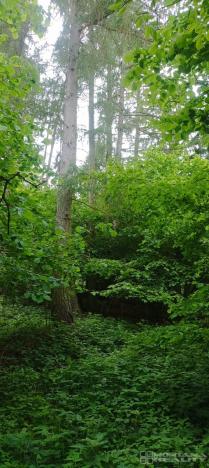 Prodej lesa, Městečko Trnávka - Lázy, 42338 m2