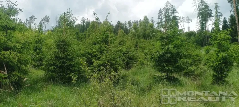 Prodej lesa, Městečko Trnávka - Lázy, 42338 m2