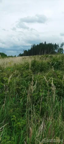 Prodej lesa, Městečko Trnávka - Lázy, 42338 m2