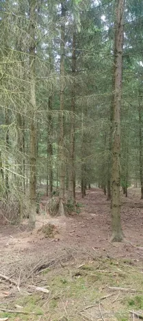 Prodej lesa, Městečko Trnávka - Lázy, 42338 m2