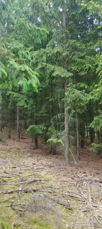 Prodej lesa, Městečko Trnávka - Lázy, 42338 m2