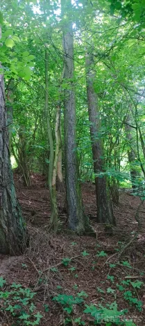 Prodej lesa, Městečko Trnávka - Lázy, 42338 m2